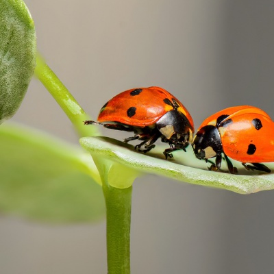 Sineklik Profilleri